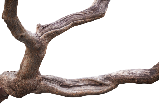 trunk  Old Tree Trunk Clipart Overlay PNG