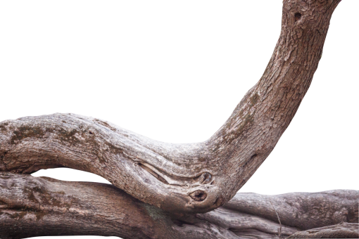 trunk  Old Tree Trunk Clipart Overlay PNG