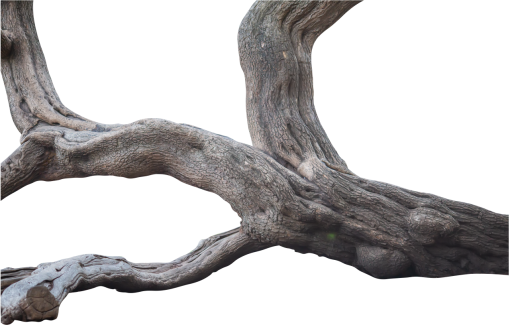 trunk  Old Tree Trunk Clipart Overlay PNG