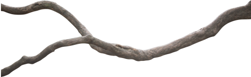 trunk  Old Tree Trunk Clipart Overlay PNG