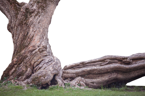 trunk  Old Tree Trunk Clipart Overlay PNG