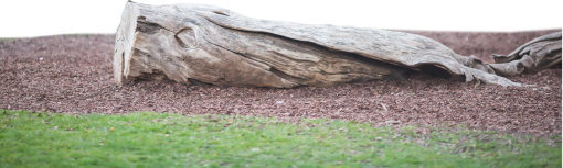 trunk  Old Tree Trunk Clipart Overlay PNG
