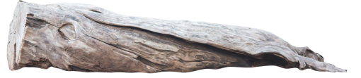 trunk  Old Tree Trunk Clipart Overlay PNG
