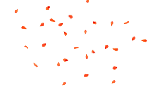  Overlay backgrounds illustration PNG Flower Petals Background vector design
