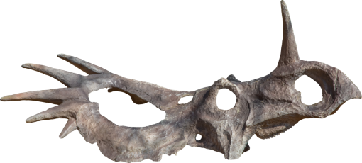 bone Dinosaur Triceratops Bones PNG  