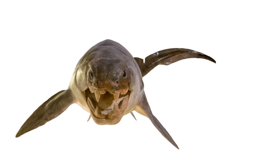 dinosaur  Overlay PNG fish Dinosaur isolated nature animal