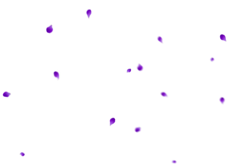  Overlay vector illustration PNG design backgrounds Flower Petals Background