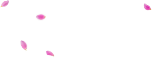 vetor Fundos PNG ilustração vetorial Design de sobreposição Fundo de pétalas de flores