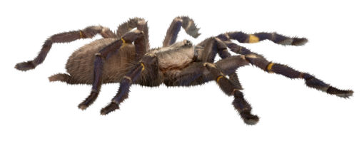 halloween  Spider Clipart Overlay PNG