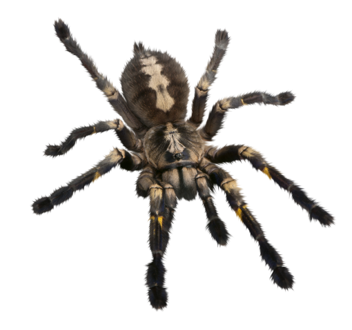 halloween  Spider Clipart Overlay PNG