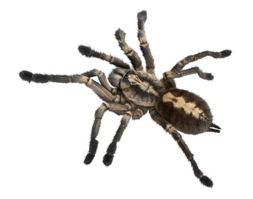 halloween  Spider Clipart Overlay PNG