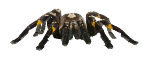 halloween  Spider Clipart Overlay PNG