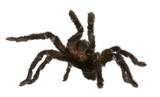 halloween  Spider Clipart Overlay PNG