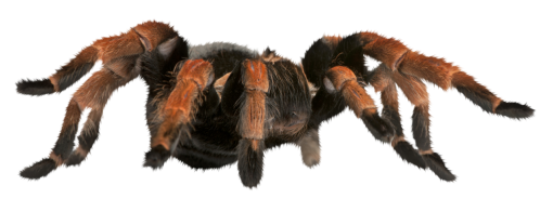 halloween  Spider Clipart Overlay PNG