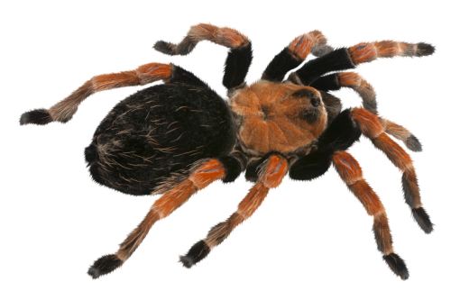 halloween  Spider Clipart Overlay PNG
