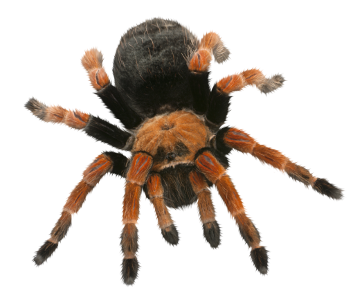 halloween  Spider Clipart Overlay PNG
