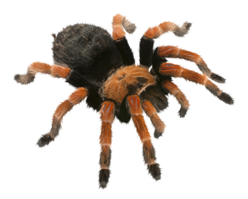 halloween  Spider Clipart Overlay PNG