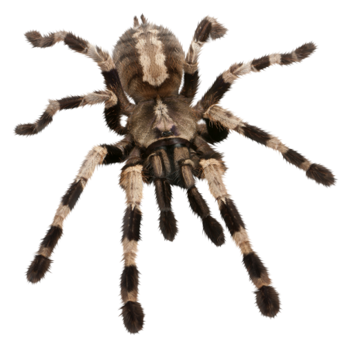 halloween  Spider Clipart Overlay PNG