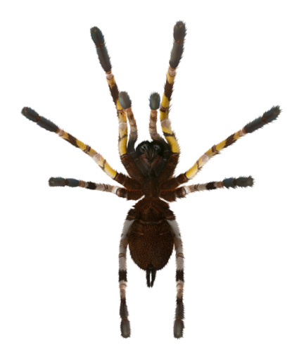 halloween  Spider Clipart Overlay PNG