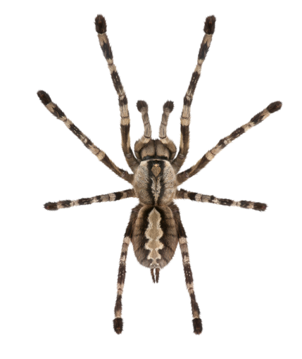 halloween  Spider Clipart Overlay PNG