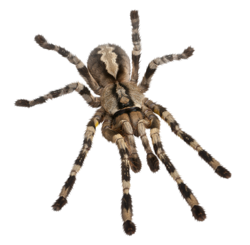 halloween  Spider Clipart Overlay PNG