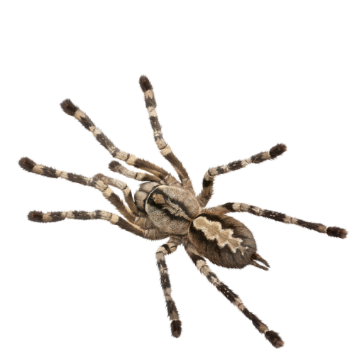 halloween  Spider Clipart Overlay PNG