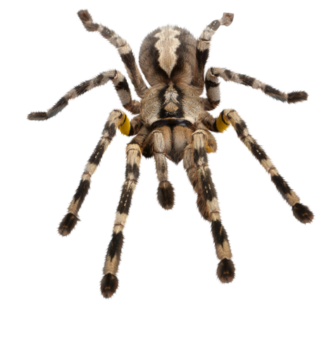 halloween  Spider Clipart Overlay PNG