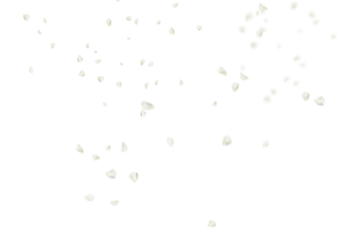 vector  vector Flower Petals Background Overlay backgrounds design illustration PNG