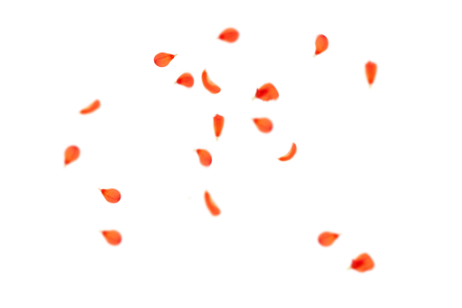 vector  vector Overlay symbol Flower Petals Background PNG illustration design