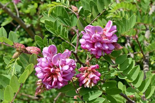 acacia acacia flower plant shrub garden pink blossom flora botanic nature kb