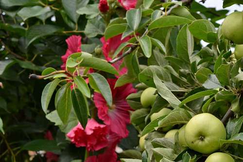 apple tree flower orchard garden plant shrub nature flora fuchsia leaf