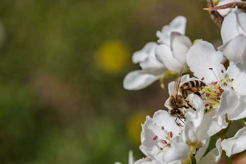 almond bee insect pollinator almond tree pollinating honeybee blossom nature flower  bees
