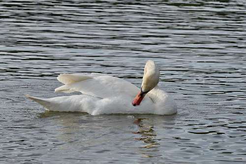 duck-dive bird aquatic waterfowl lake water swan duck wildlife pool nature