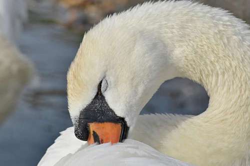 bird neck swan feather nature aquatic wildlife animal water