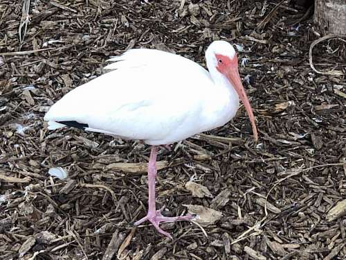 bird wading habitat natural beak wild nest wildlife aquatic nature birds 