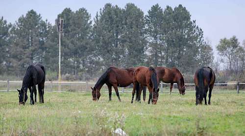 brown horses grazing rural meadow grass grassland animals ranch farm horse livestock field wildlife animal