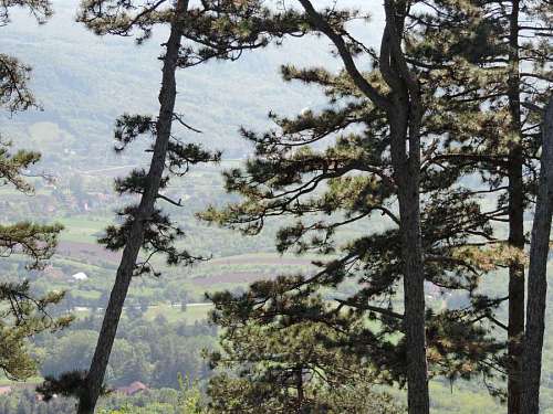 coniferous conifers hillside hills forest trees nature tree valley wood landscape conifer  plants