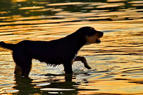 dog hunting purebred sunset animal water reflection river pet lake