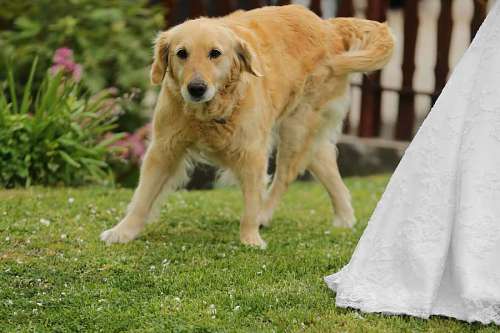 retriever dog labrador glow golden retriever puppy hunting pet