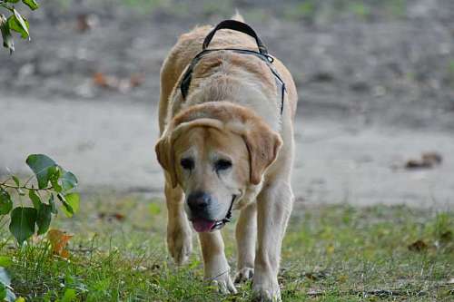 dog labrador hunting collar pet puppy purebred season summer canine kb