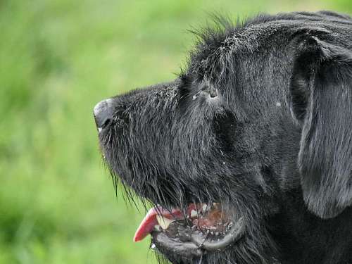 dog schnauzer hunting wildlife fur canine portrait hound nature animal kb