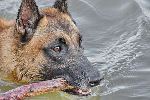 teeth dog shepherd teeth mouth pet water canine eye animal nature 