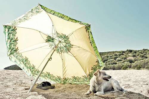 resort Perros descanso zona turística dosel de verano sol arena mar playa