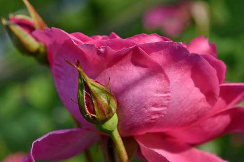 ecology flora rose vegetation bud pink garden plant nature flower