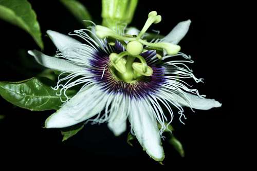exotic petals close flower pistil tropical pollen nature plant flowers  plants