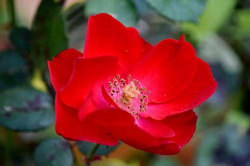 reddish flower close pistil blossom rose pollen leaf macro reddish blurry flowers plant petal focus garden nature kb yellowish 