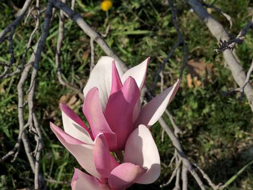 flower magnolia plant nature pinkish garden flowers flora leaf tree spring  petal branches