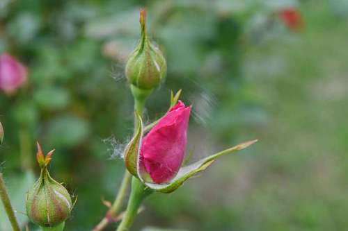 flower pink garden summer bud nature outdoors leaf plant kb