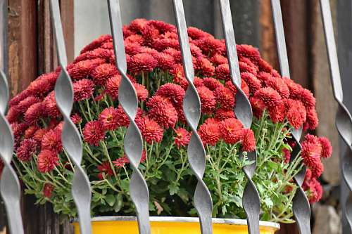 flowerpot cast window still iron flower blooming morte nature outdoors leaf fenetre fleurs fleur pot fer fonte kb 