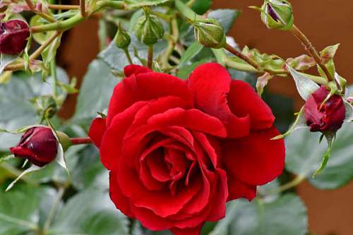 flowers flower garden rose plant leaf horticulture shrub romance  sunshine flora nature